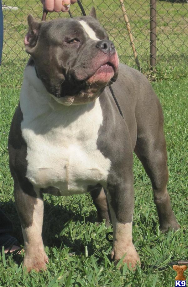 Stud Dogs in FL